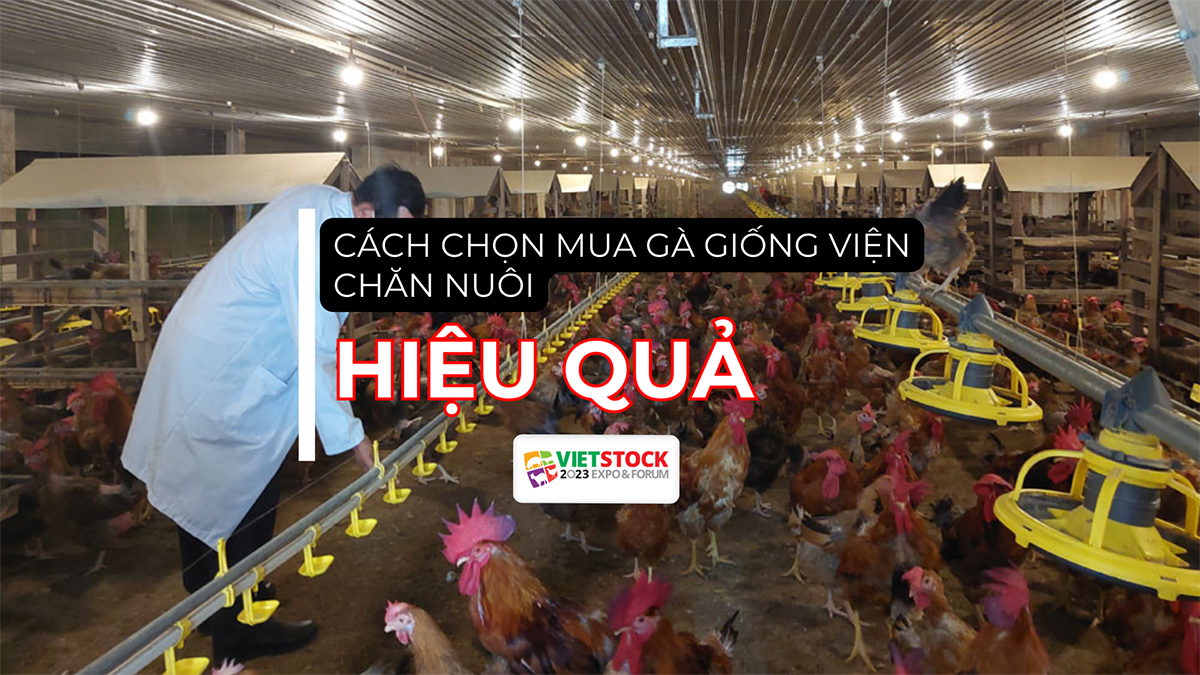 cac chon mua ga giong vien chan nuoi 11
