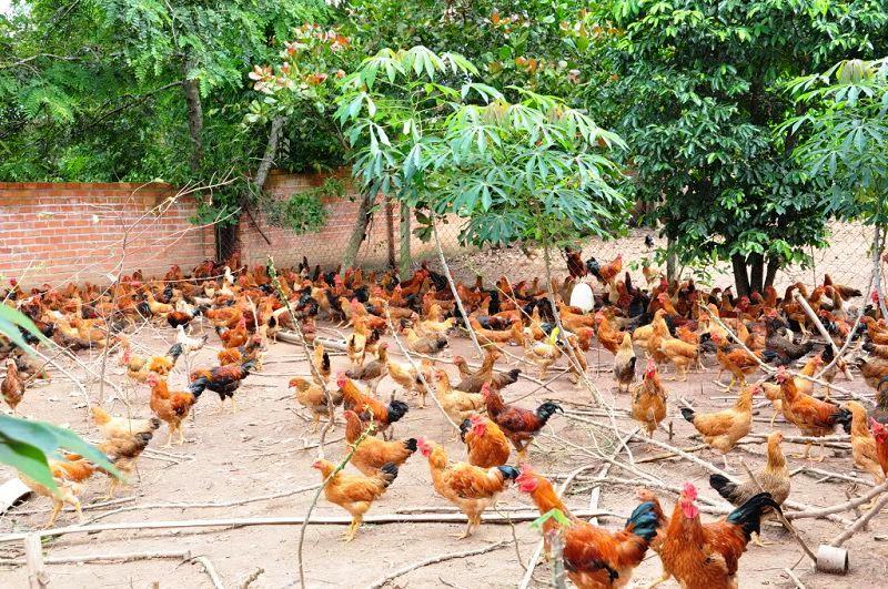 Lựa chọn giống gà phù hợp cho mô hình nuôi gà thả vườn