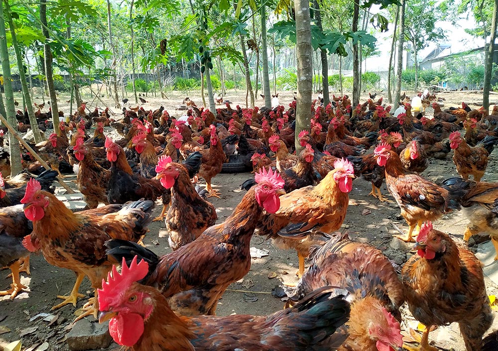 Đàn gà trong mô hình kỹ thuật nuôi gà thả vườn tại Việt Nam