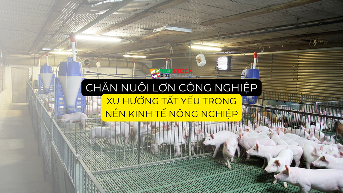 chan nuoi lon cong nghiep 12