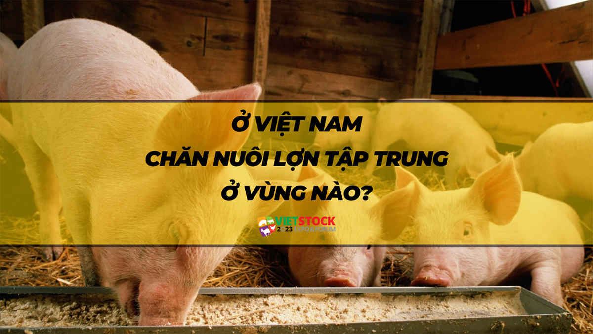 o viet nam chan nuoi lon tap trung o vung nao 11