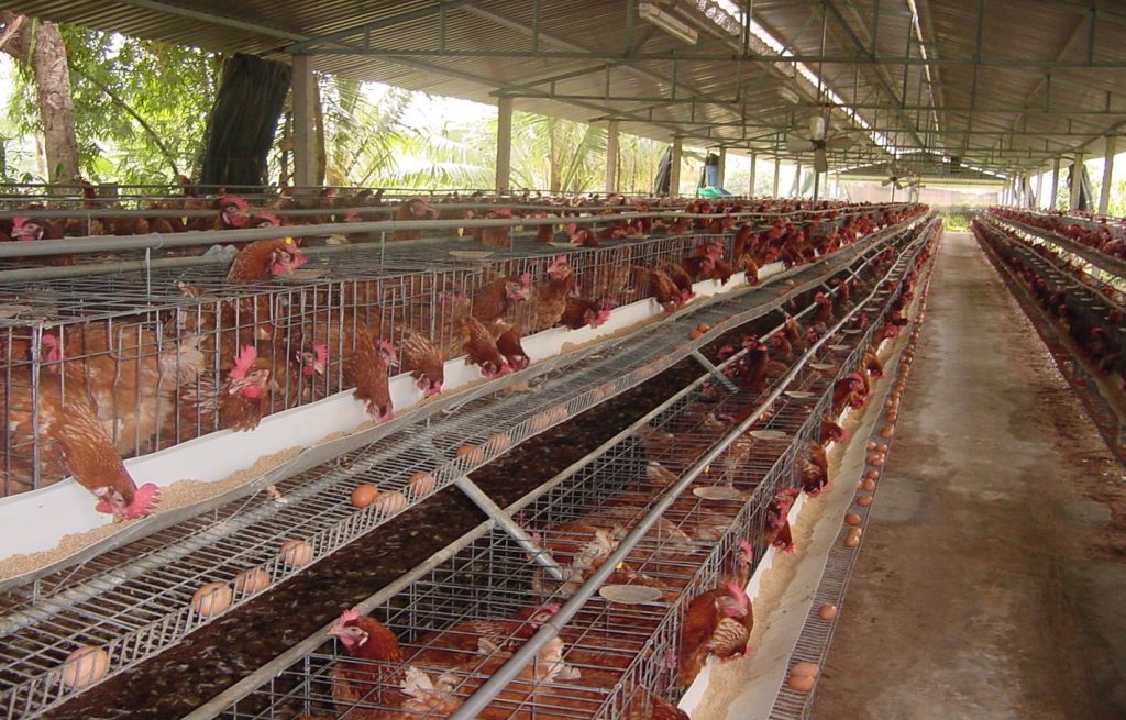 Trang trại chăn nuôi gà áp dụng quy trình quản lý theo VietGAP