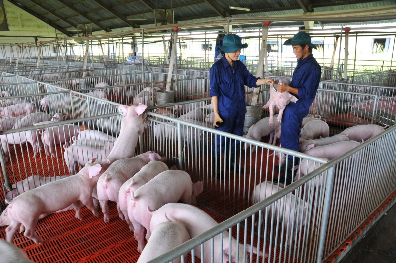 Nhân viên chăm sóc lợn tại cơ sở chăn nuôi áp dụng VietGAP