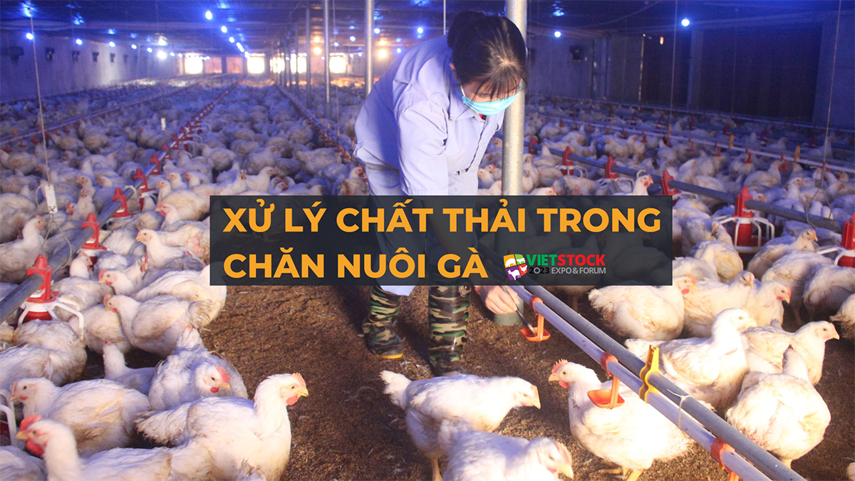 xu ly chat thai chan nuoi ga 13