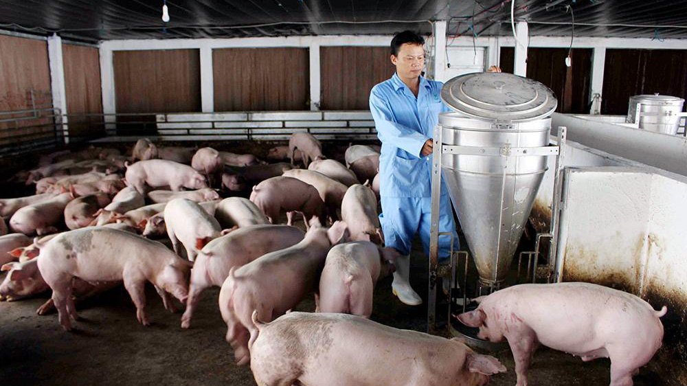 Hoạt động chăn nuôi lợn tại trang trại ở Việt Nam