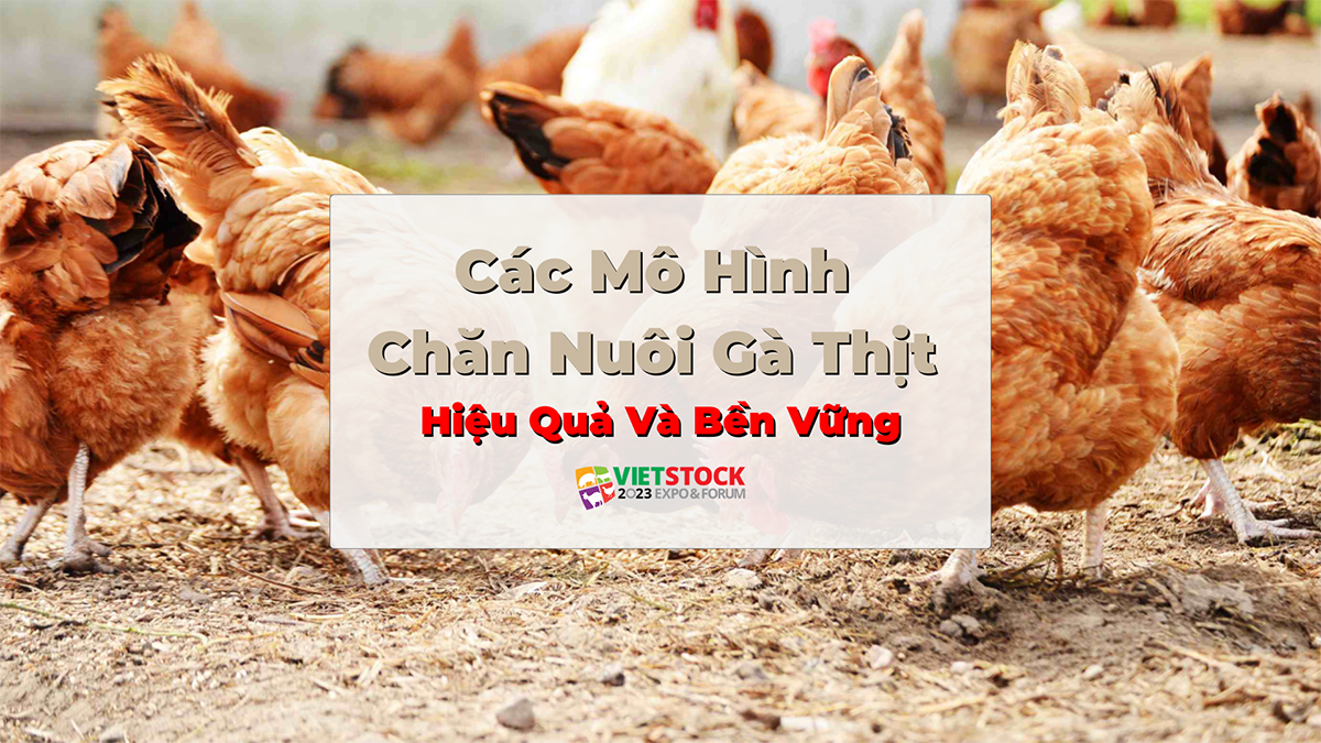 cac mo hinh chan nuoi ga thit 1
