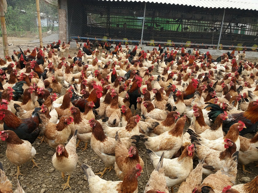 cac mo hinh chan nuoi ga thit 3