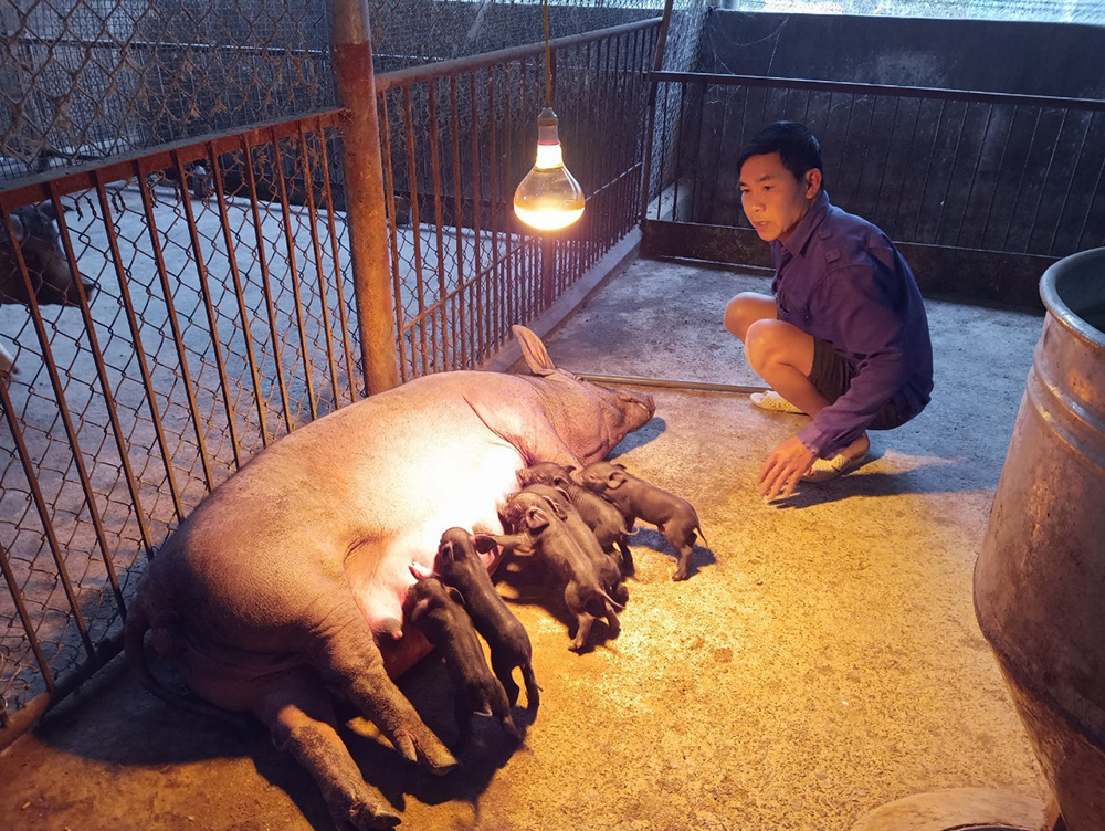 Người chăn nuôi chăm sóc lợn nái và đàn lợn con sau sinh