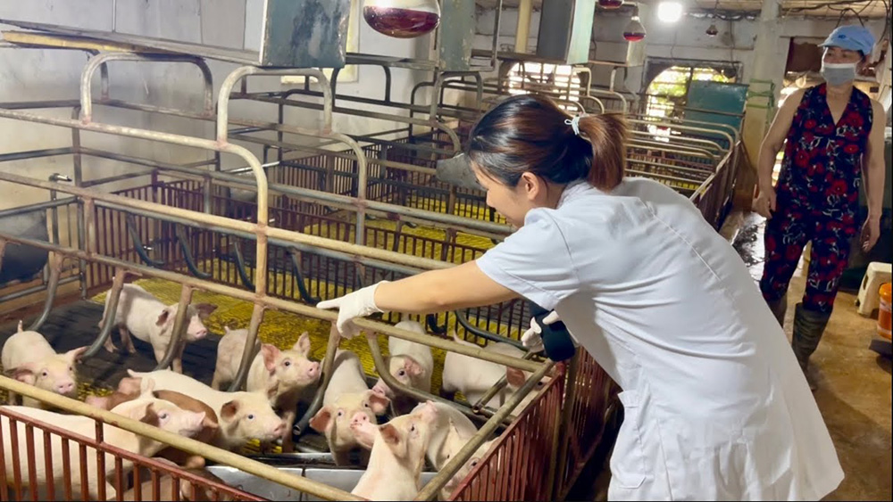 Nhân viên kiểm tra sức khỏe đàn lợn tại khu chăn nuôi