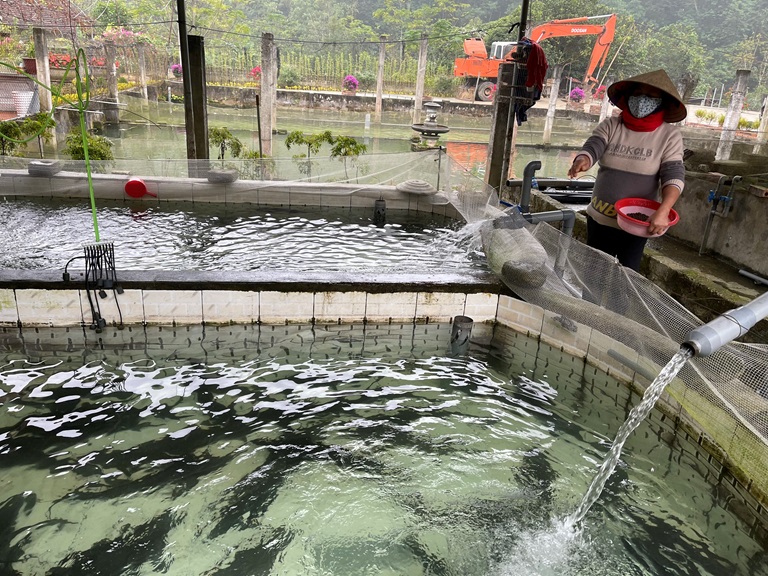 Người chăn nuôi thu hoạch cá trong hệ thống bể nuôi có cấp nước