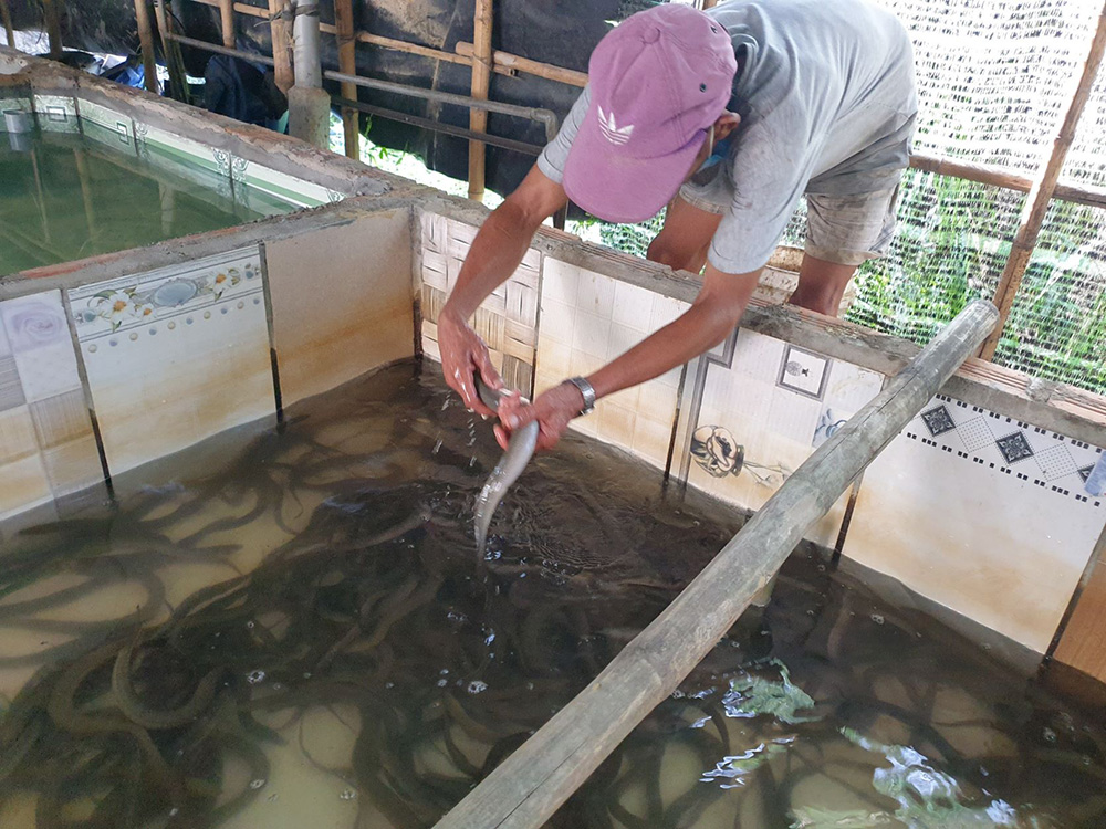 Người nuôi kiểm tra lươn trong bể xi măng không bùn