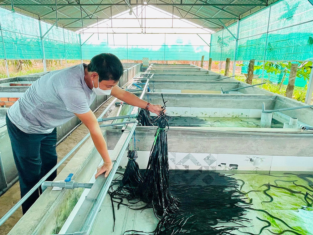 Mô hình nuôi lươn nước ngọt trong bể tại trang trại
