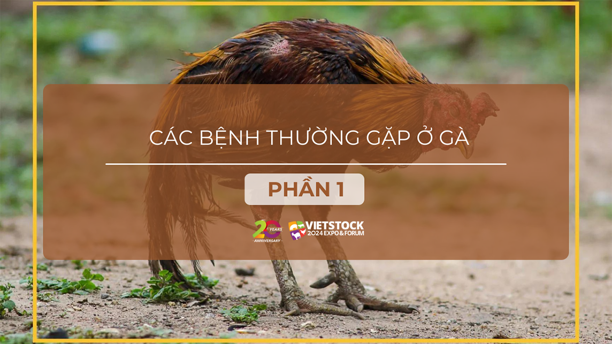cac benh thuong gap o ga phan 1 1