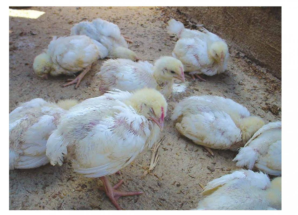 Đàn gà con ủ rũ, nằm tụm, minh họa bệnh Gumboro ở gà