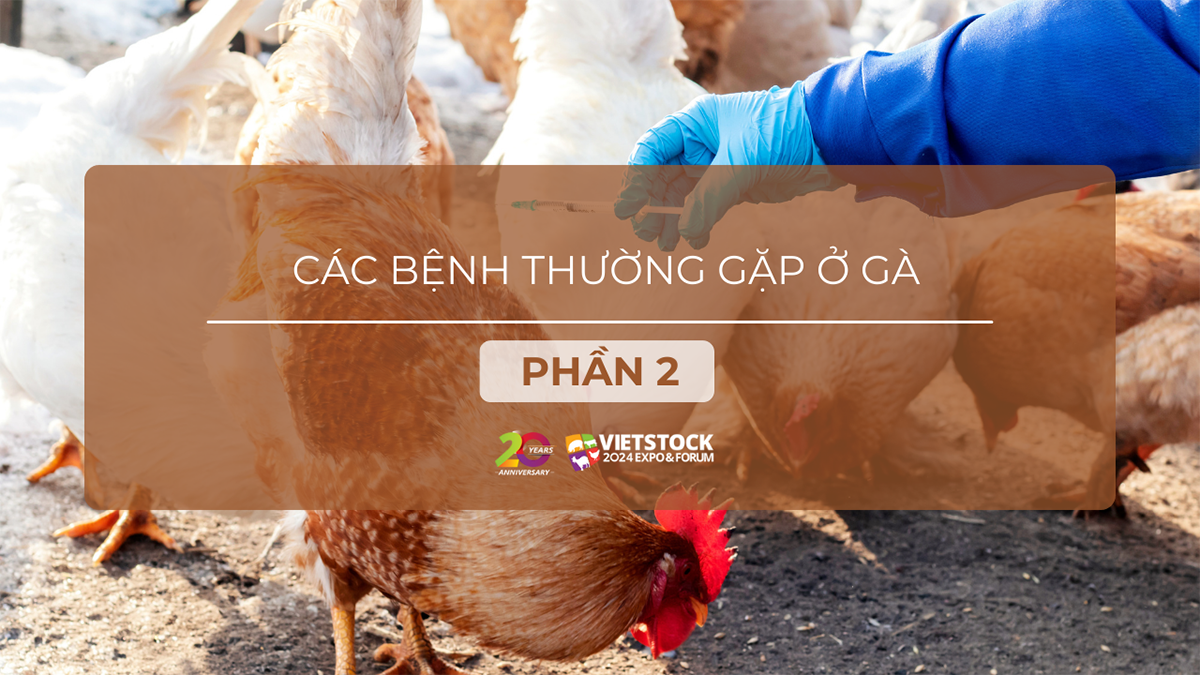 cac benh thuong gap o ga phan 2 1