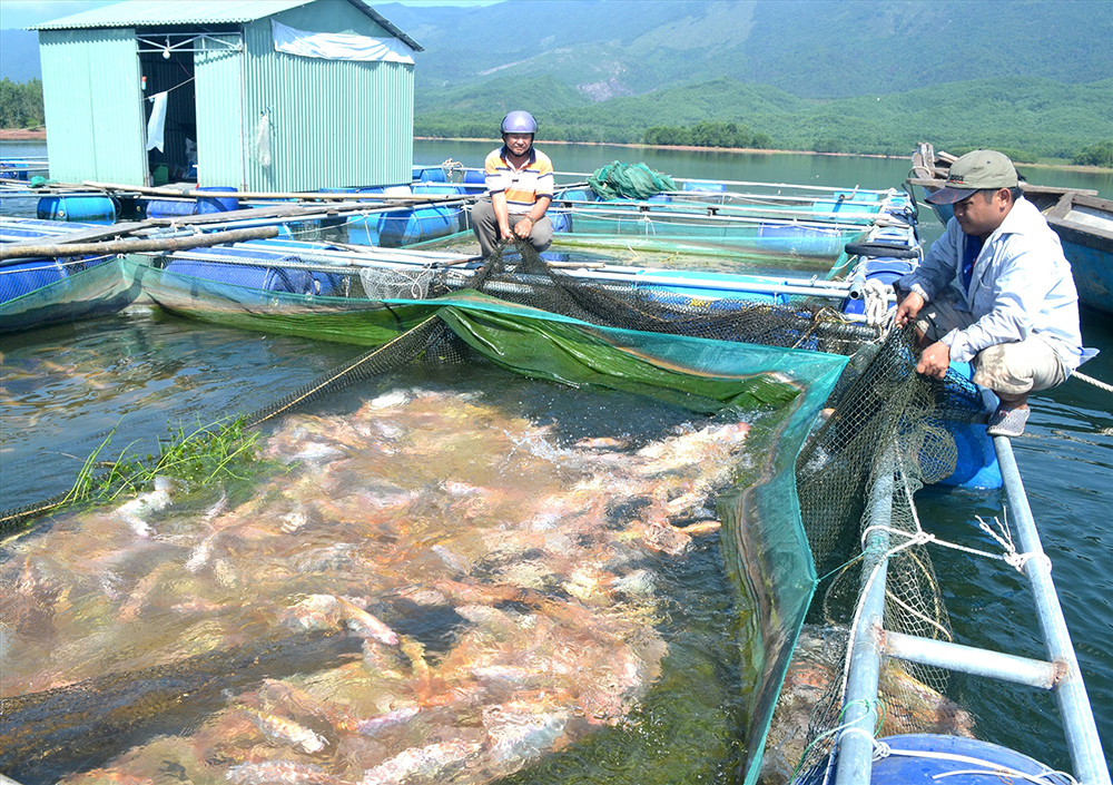 Người nuôi kiểm tra thủy sản tại khu vực nuôi nước lợ