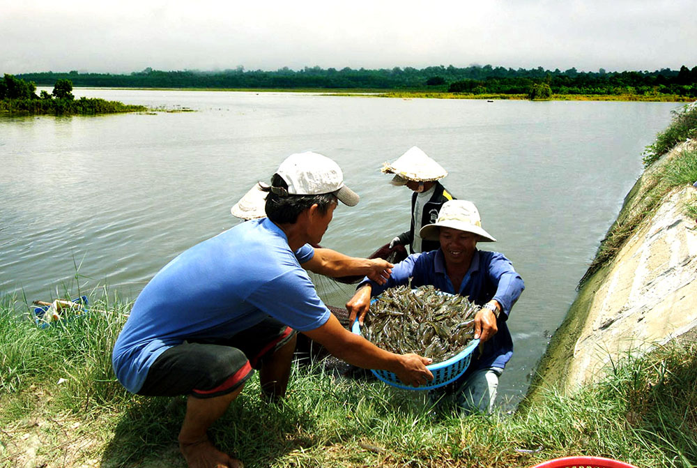Người dân thu hoạch thủy sản tại ao nuôi nước lợ