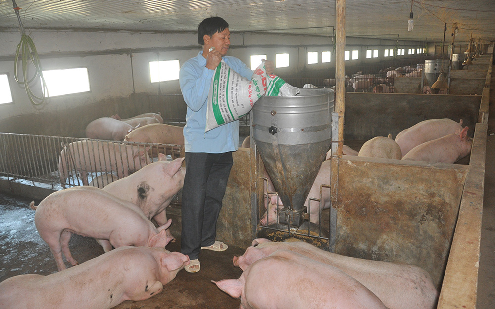 Người chăn nuôi chuẩn bị thức ăn cho đàn lợn trong chuồng