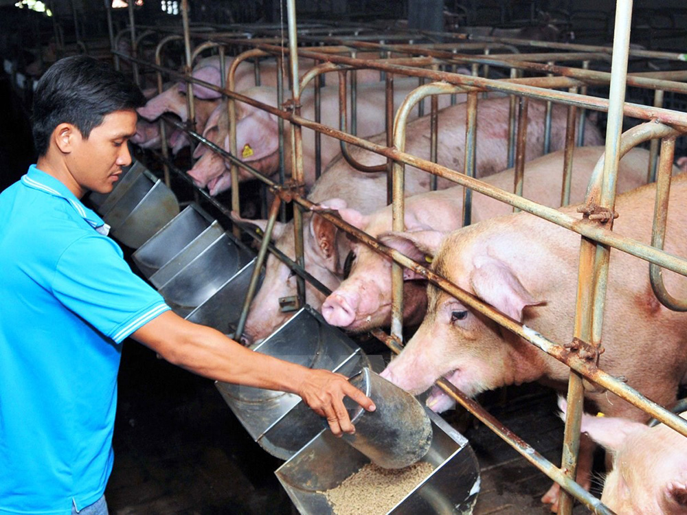 Người chăn nuôi cho lợn ăn bằng máng tại trang trại