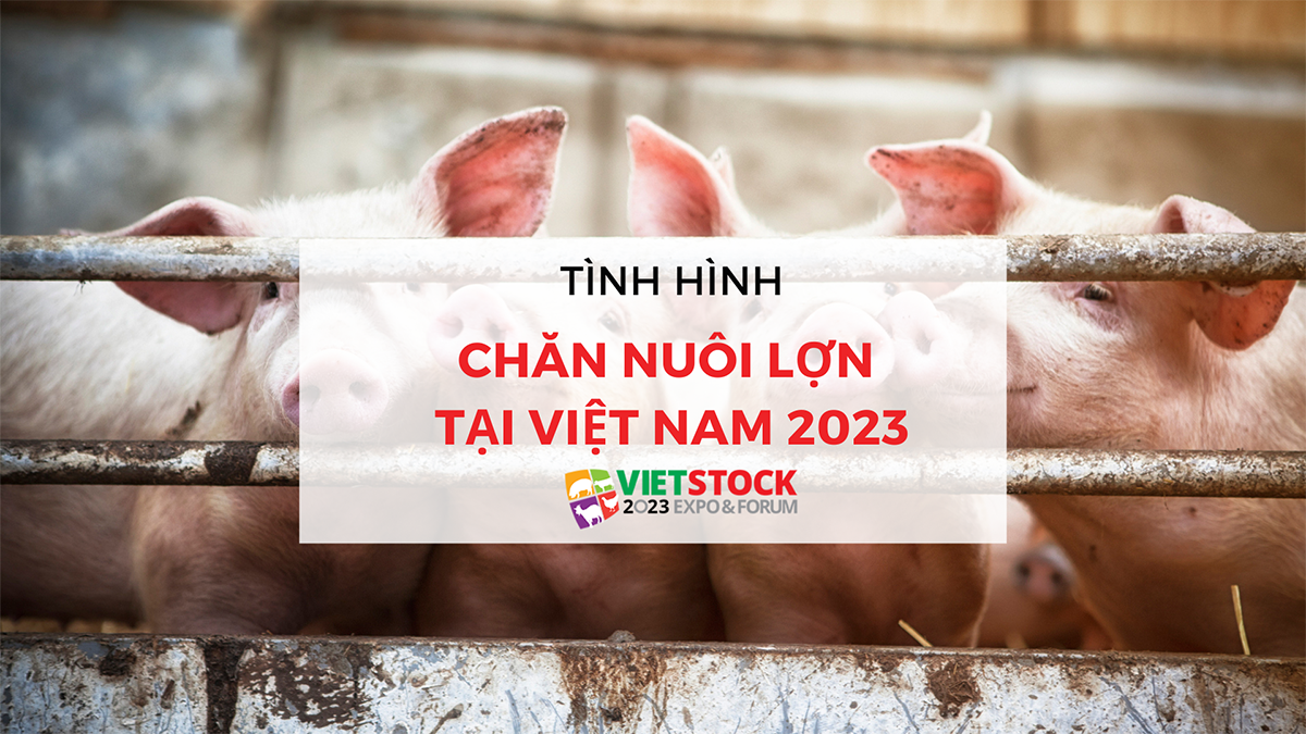 tinh hinh chan nuoi lon tai viet nam 2023 1
