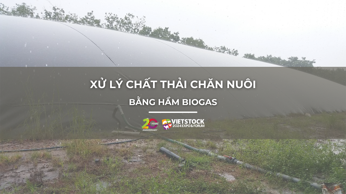 xu ly chat thai chan nuoi bang biogas 1