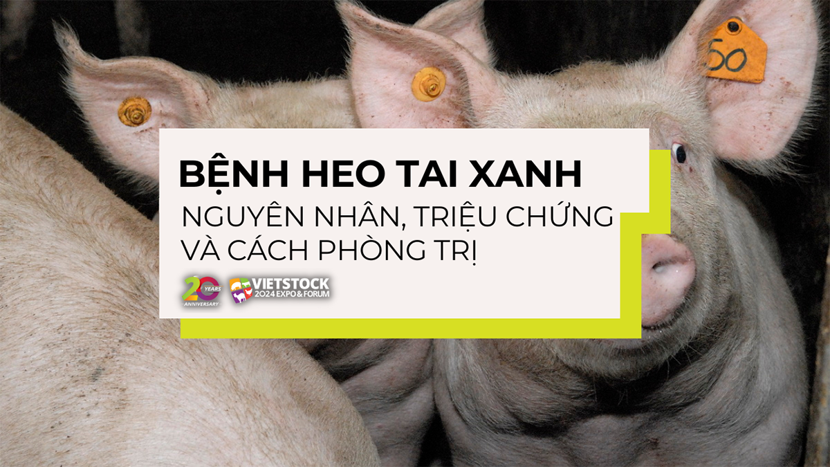 benh heo tai xanh 1