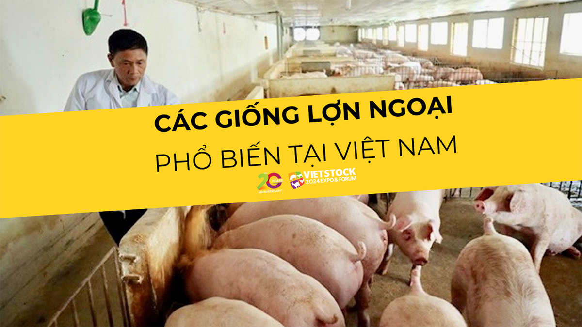 cac giong lon ngoai tai viet nam 1