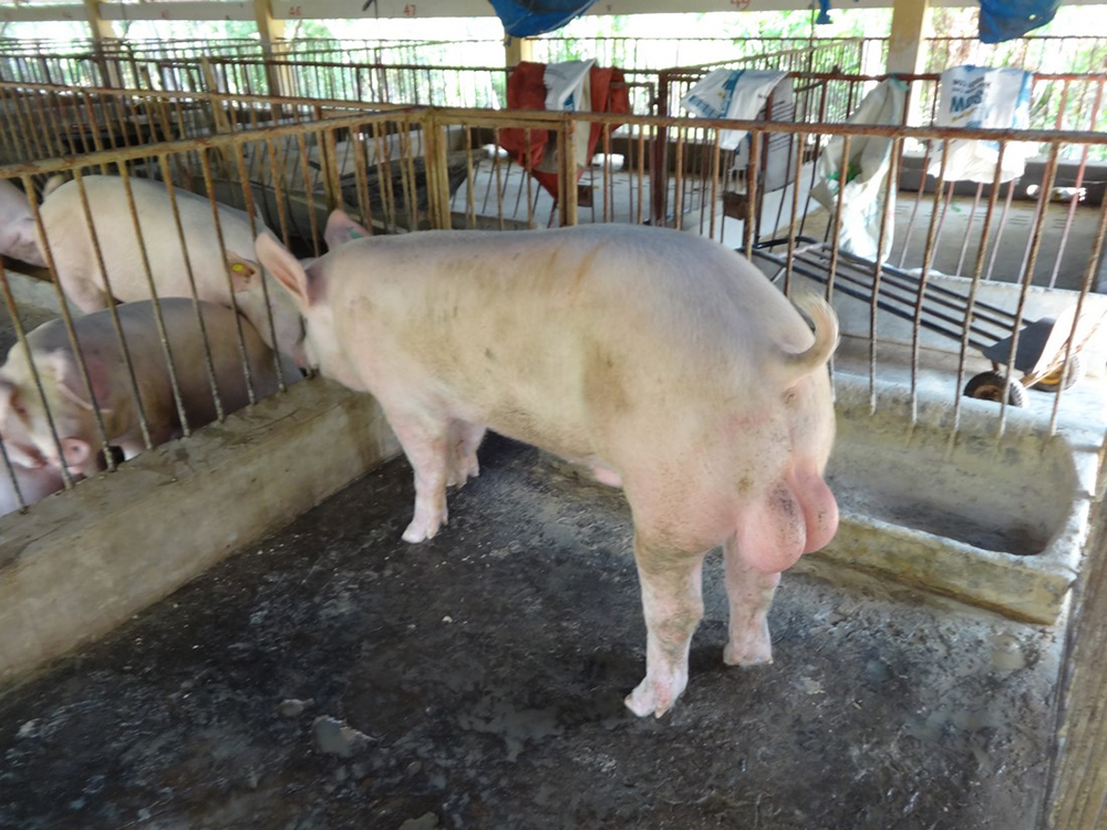 cac giong lon ngoai tai viet nam 4