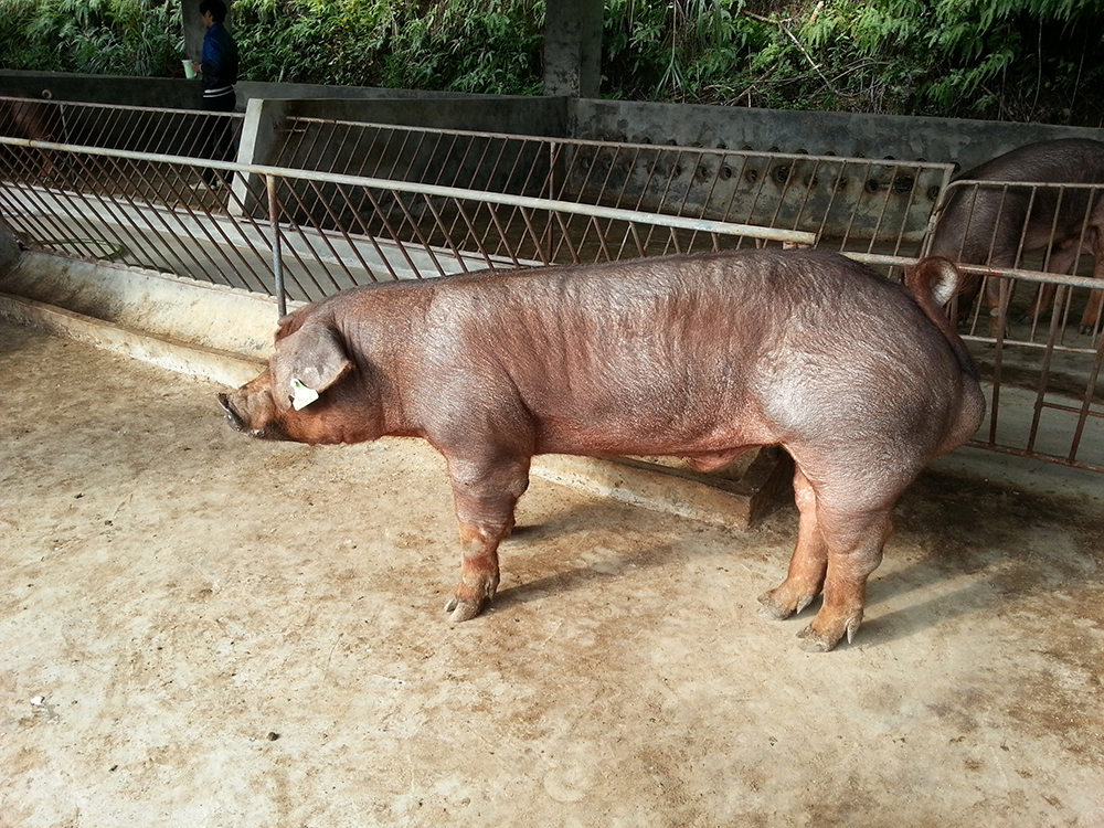 Giống lợn Duroc màu nâu đỏ trong chuồng chăn nuôi