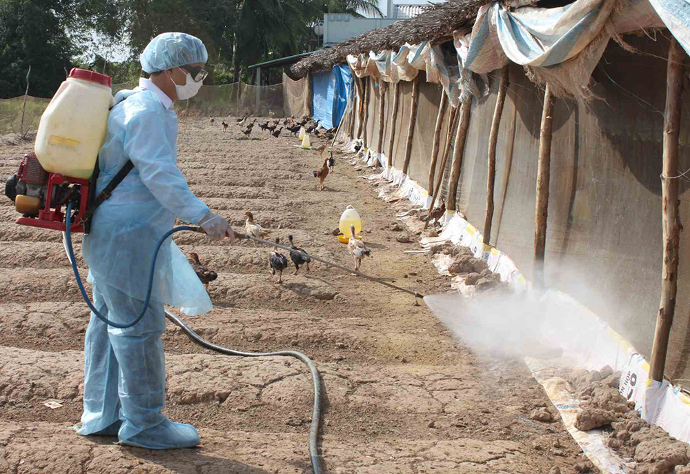 Nhân viên phun dung dịch khử trùng khu vực chuồng nuôi gia cầm