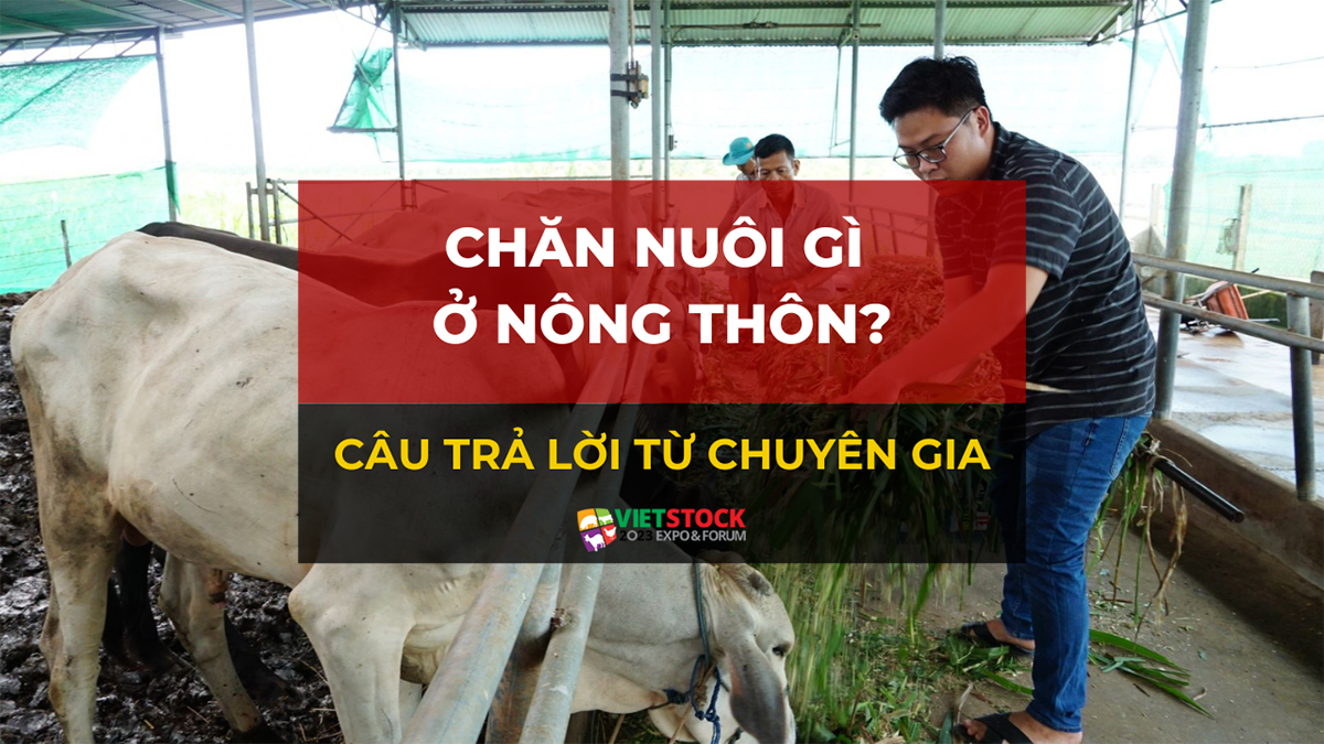 chan nuoi o nong thon 1