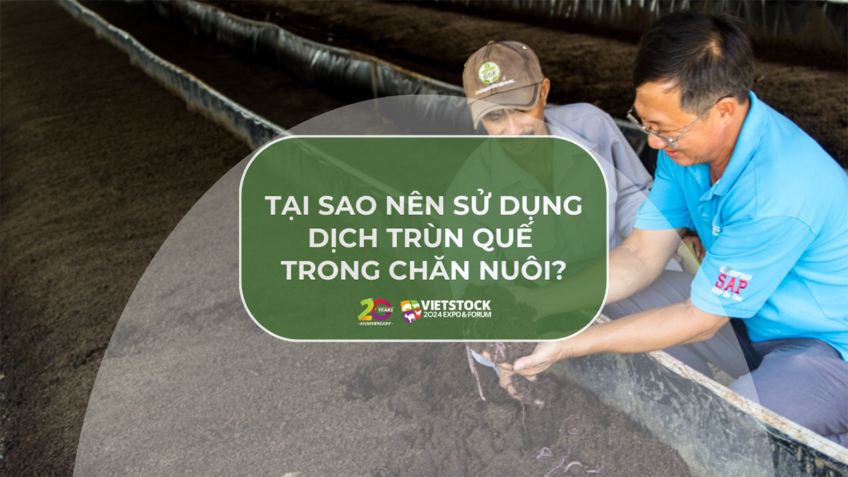 dich trun que trong chan nuoi 1