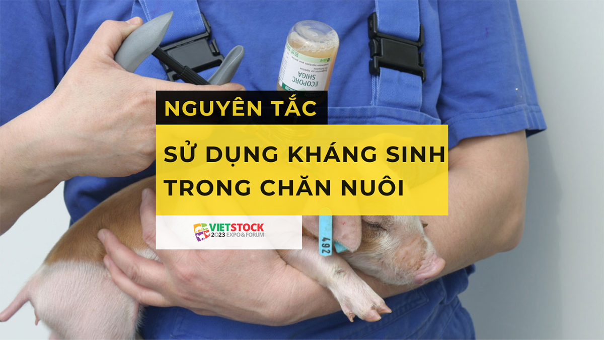 nguyen tac su dung khang sinh trong chan nuoi 1