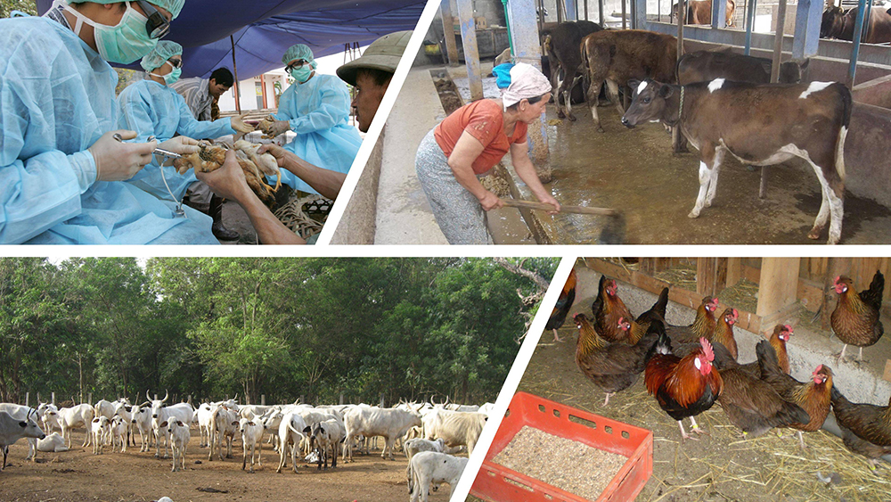 Hoạt động thú y và quản lý đàn vật nuôi giúp kiểm soát bệnh, giảm lạm dụng kháng sinh trong chăn nuôi