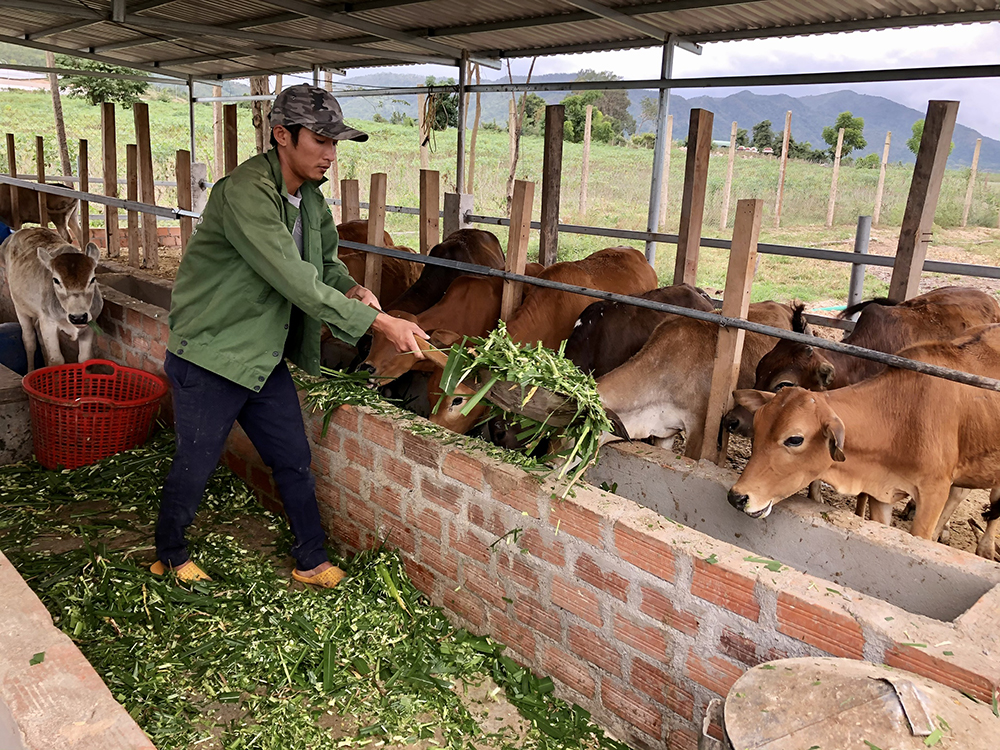 Người chăn nuôi chăm sóc bò trong mô hình chăn nuôi hộ gia đình