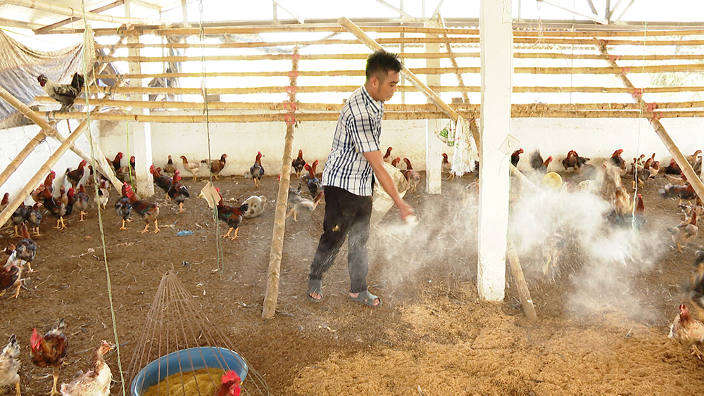 Vệ sinh và khử trùng chuồng gà trong chăn nuôi hộ gia đình để phòng chống dịch bệnh
