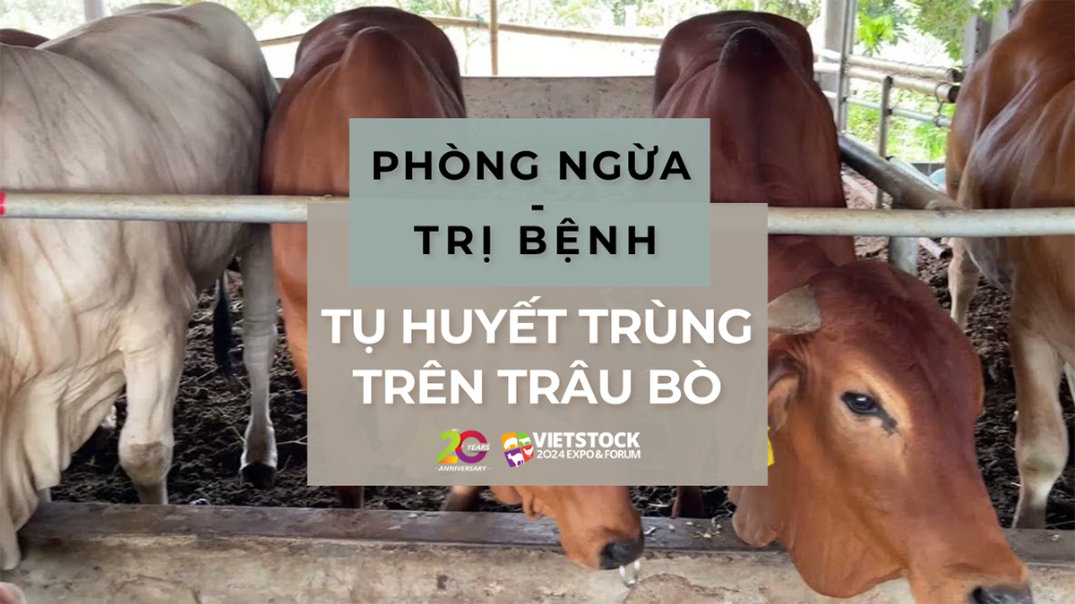 tu huyet trung tren trau bo 1