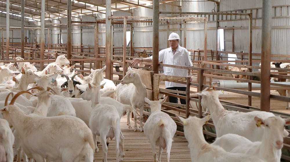 yeu to quyet dinh su phat trien chan nuoi 3