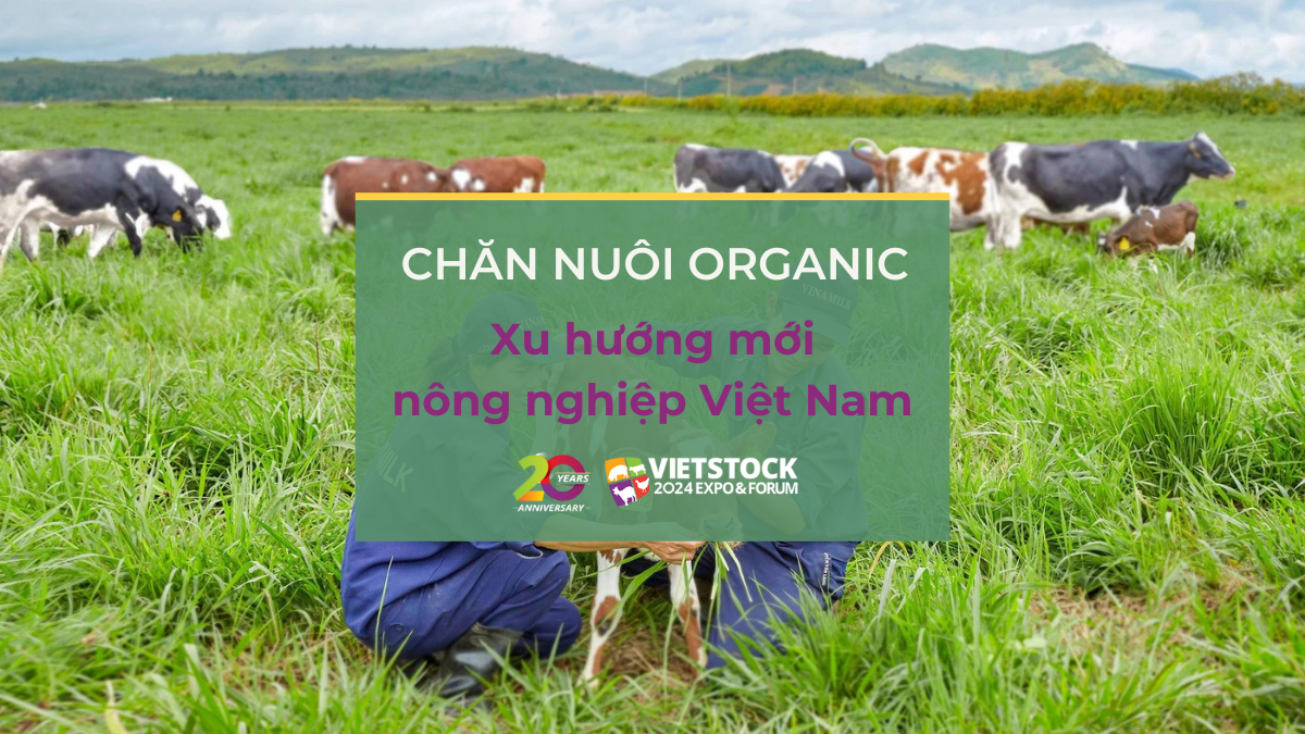 CHAN NUOI ORGANIC 1