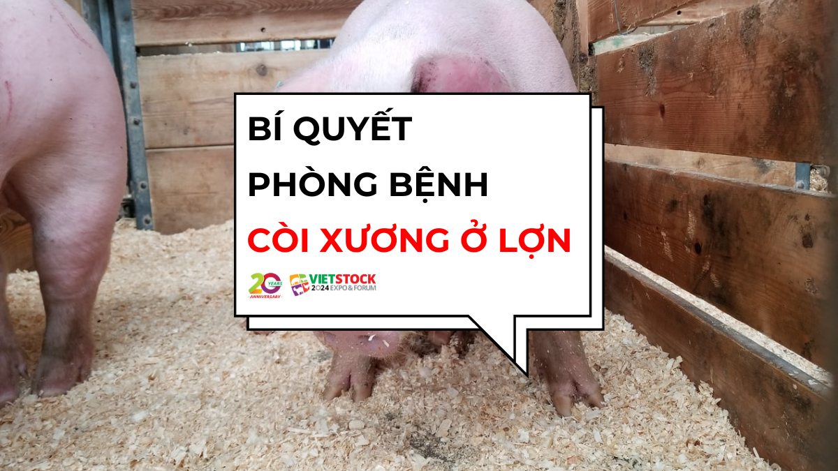 benh coi xuong o lon 1