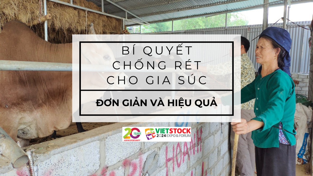 Cách chăm sóc gia súc trong mùa đông: Bí quyết chống rét hiệu quả