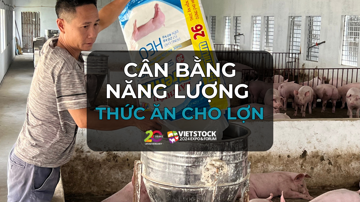 can bang nang luong thuc an cho lon 1