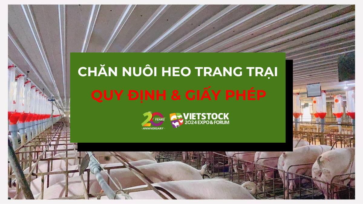chan nuoi heo trang trai 1