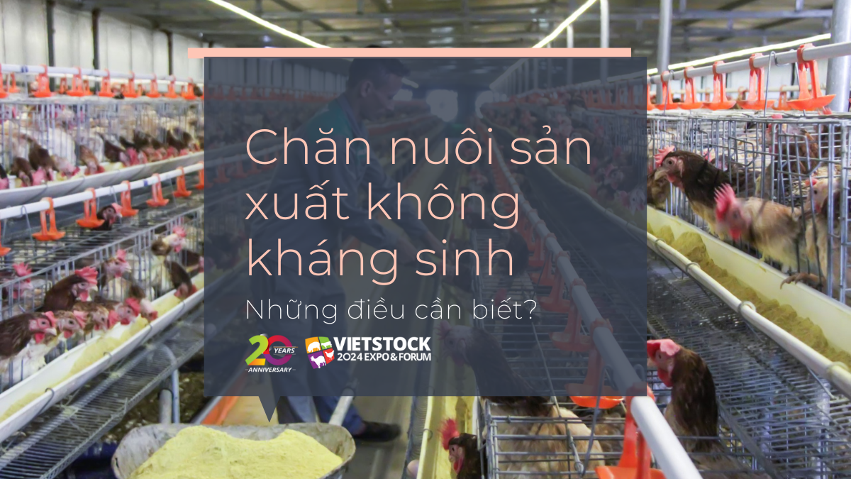 chan nuoi khong khang sinh 1