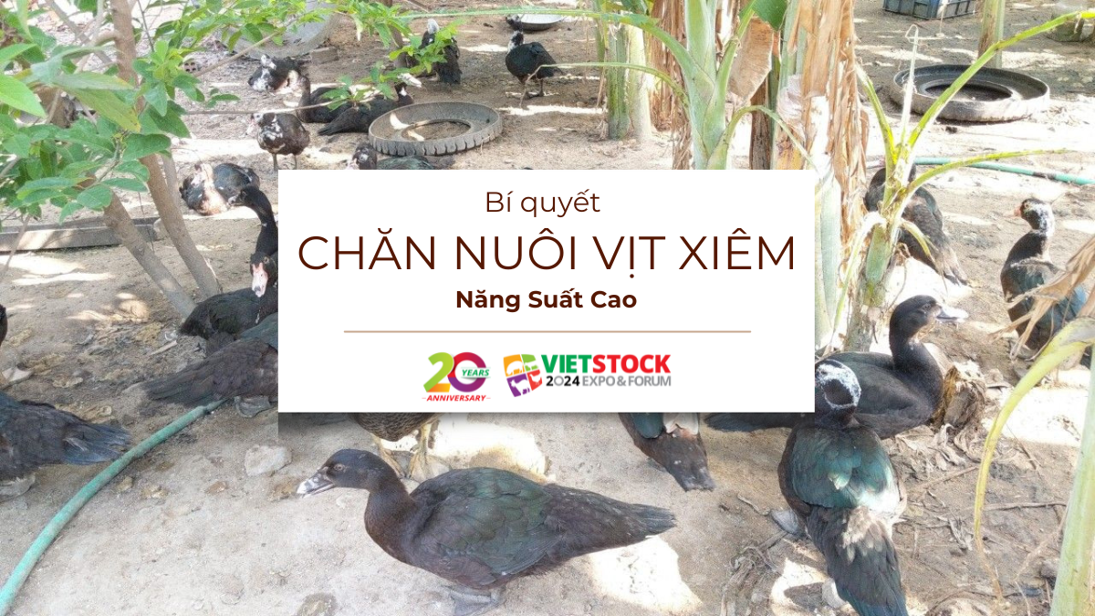 chan nuoi vit xiem 1