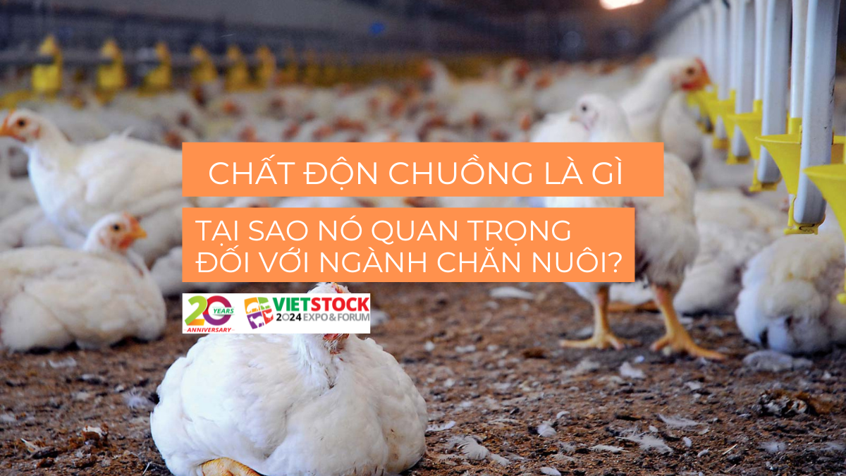 chat don chuong 1