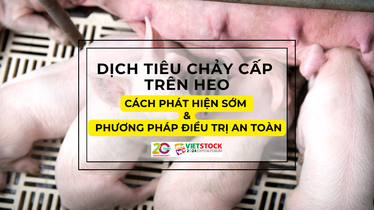 dich tieu chay cap tren heo 1