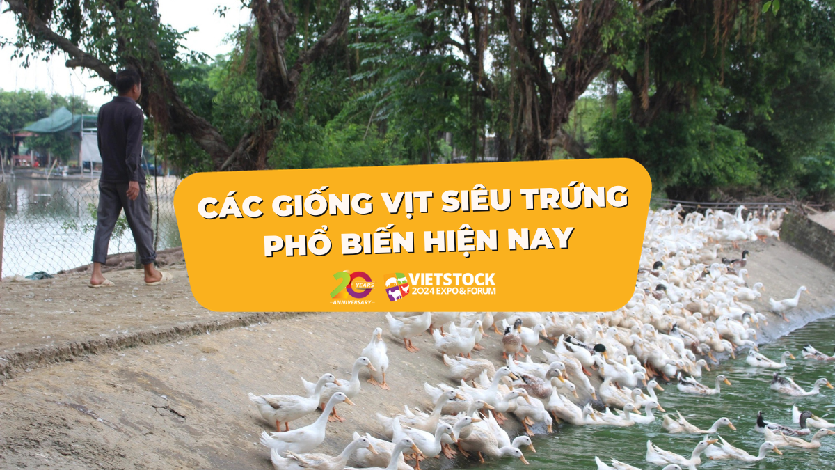 giong vit sieu trung 1