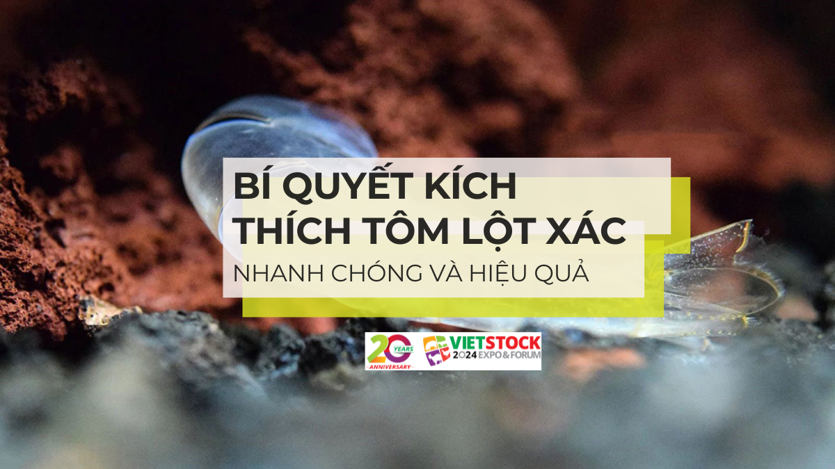 kich thich tom lot xac 1