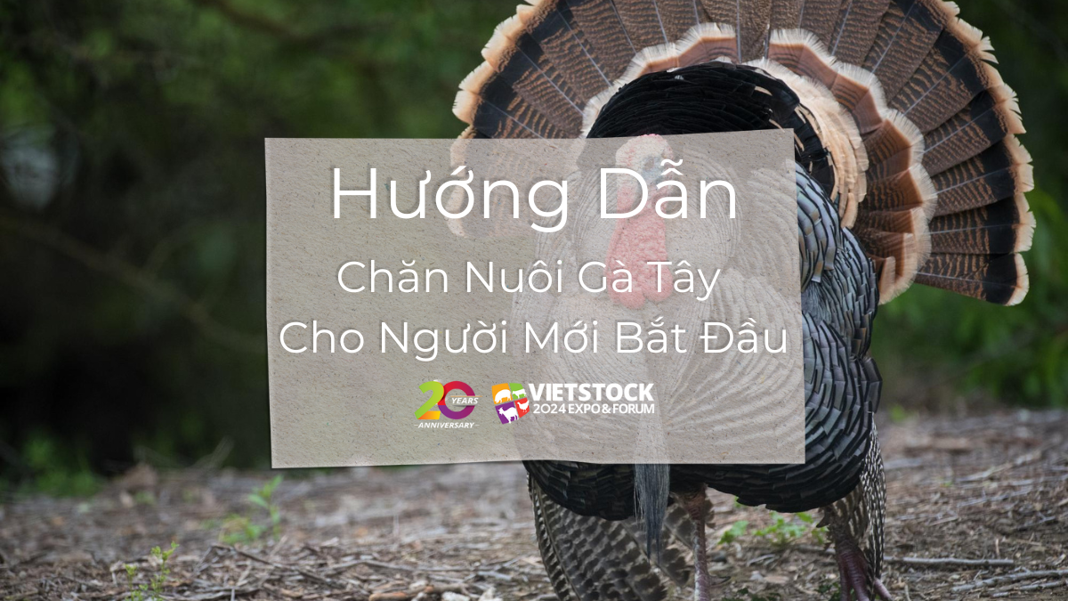 ky thuat chan nuoi ga tay 1